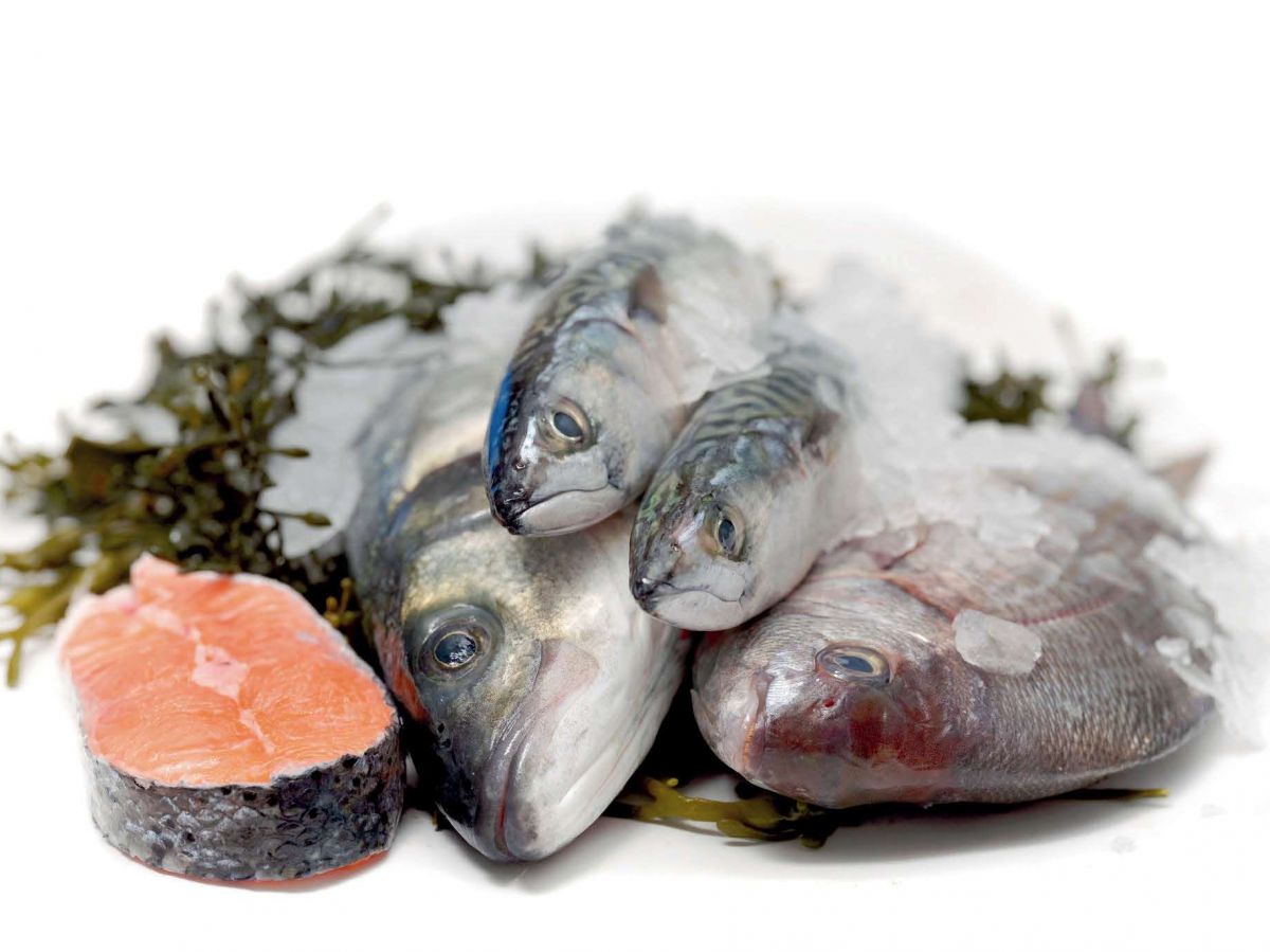 Toutes les categorie de poisson